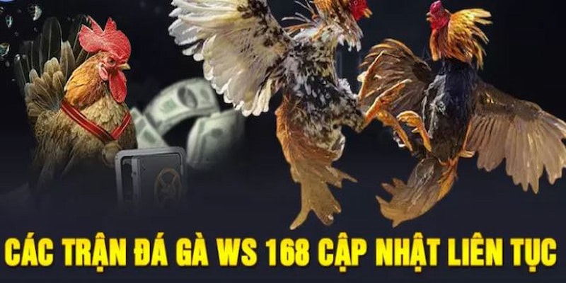 Vì sao nên chơi cược gà tại WS 168 KO66?